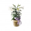 The Easter Lily Plant